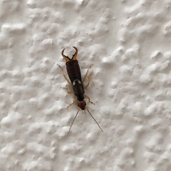 Forficula auricularia