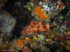 Scorpaena canariensis