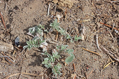 Astragalus argophyllus martinii