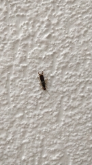 Forficula auricularia