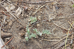 Astragalus argophyllus martinii