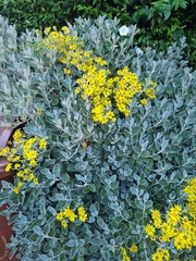 Brachyglottis × jubar