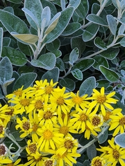 Brachyglottis × jubar