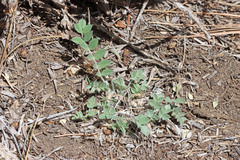 Astragalus argophyllus martinii
