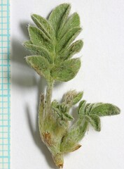 Astragalus argophyllus martinii