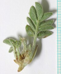 Astragalus argophyllus martinii