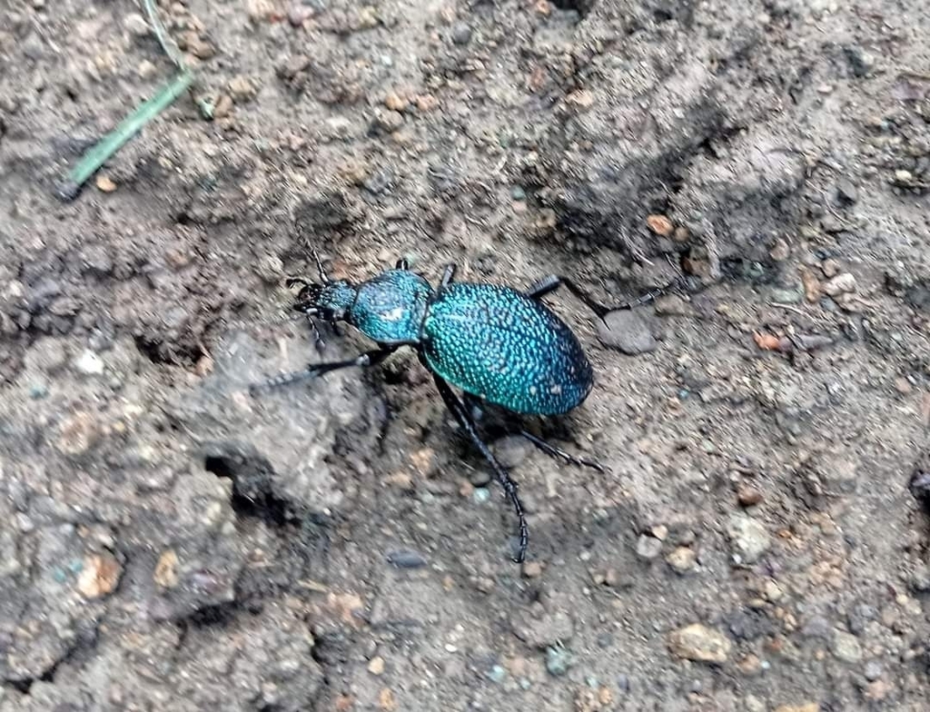 Carabus scabrosus caucasicus from Սյունիք on June 25, 2022 by Karine