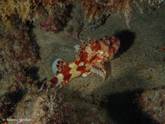Scorpaena canariensis