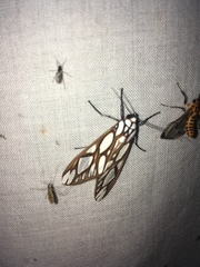 Robinsonia multimaculata