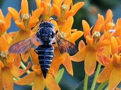 Coelioxys modestus