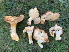 Hydnum subtilior