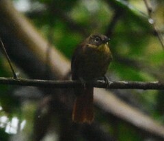 Anabacerthia striaticollis