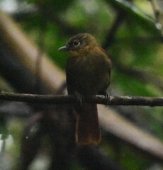 Anabacerthia striaticollis