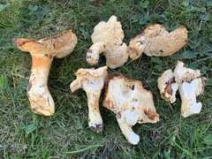 Hydnum subtilior