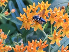 Coelioxys modestus