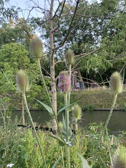 Dipsacus fullonum
