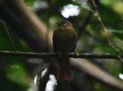 Anabacerthia striaticollis