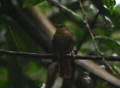 Anabacerthia striaticollis