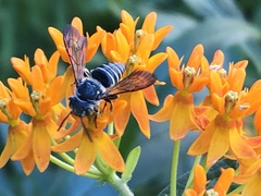 Coelioxys modestus