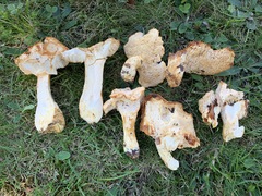 Hydnum subtilior