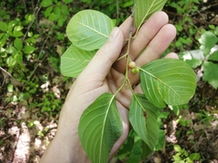 Frangula alnus
