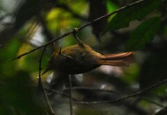 Anabacerthia striaticollis