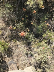 Castilleja linariifolia