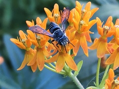 Coelioxys modestus