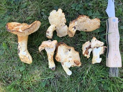 Hydnum subtilior