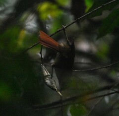 Anabacerthia striaticollis