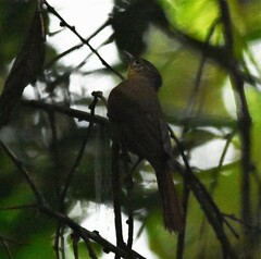 Anabacerthia striaticollis