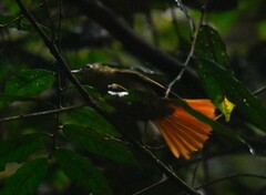 Anabacerthia striaticollis