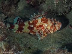 Scorpaena canariensis