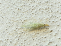 Oecanthus leptogrammus