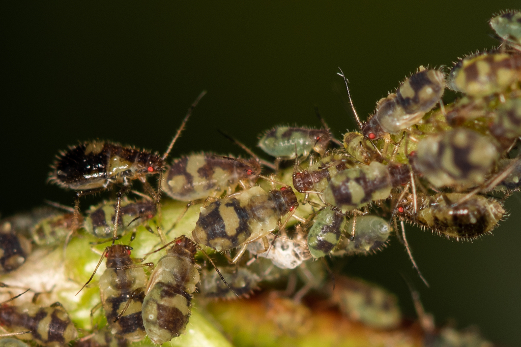 Poplar Shoot Aphid