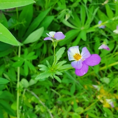 Viola tricolor