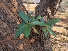 Ficus ingens