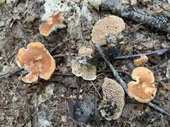 Hydnum cuspidatum