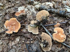 Hydnum cuspidatum