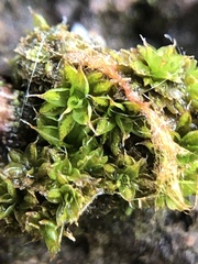 Syntrichia papillosa