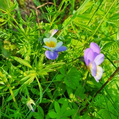 Viola tricolor
