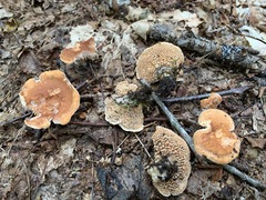 Hydnum cuspidatum