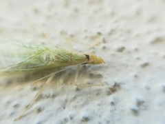 Oecanthus leptogrammus