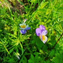 Viola tricolor
