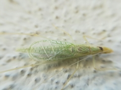 Oecanthus leptogrammus