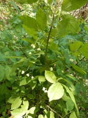 Euonymus atropurpureus atropurpureus