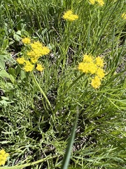Lomatium grayi