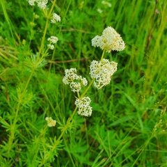 Galium