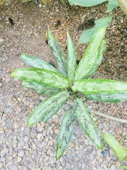 Aglaonema commutatum