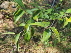 Volkameria glabra